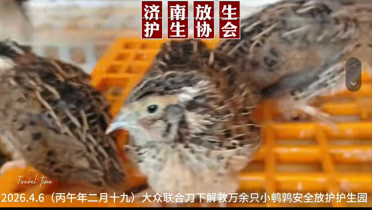 大众联合救援野生鹌鹑