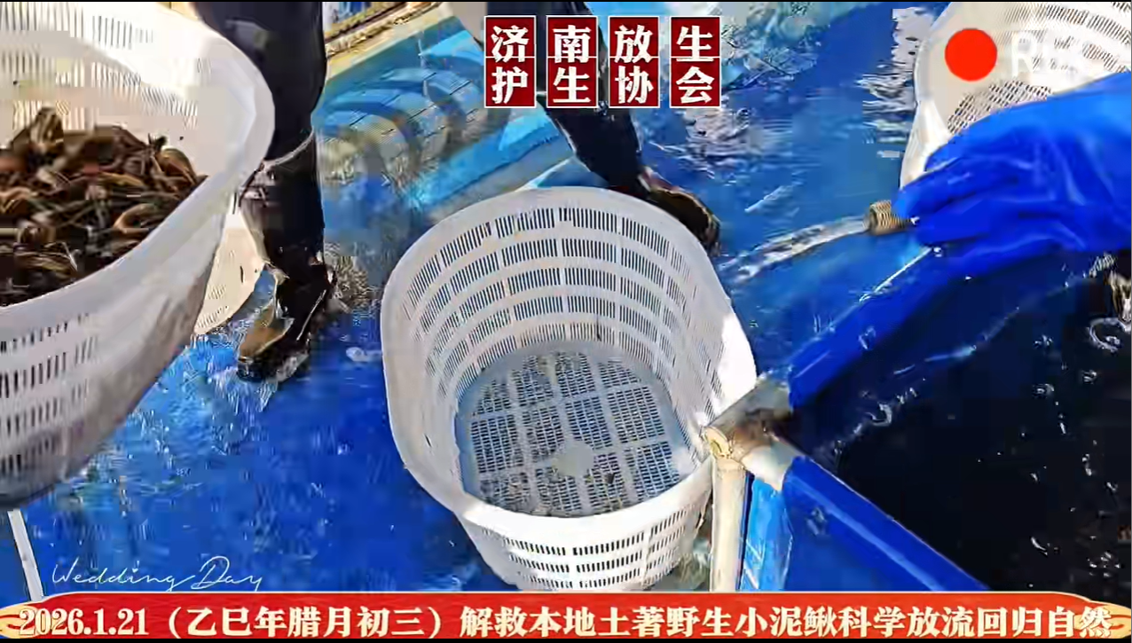 母亲河迎来特殊的归乡客