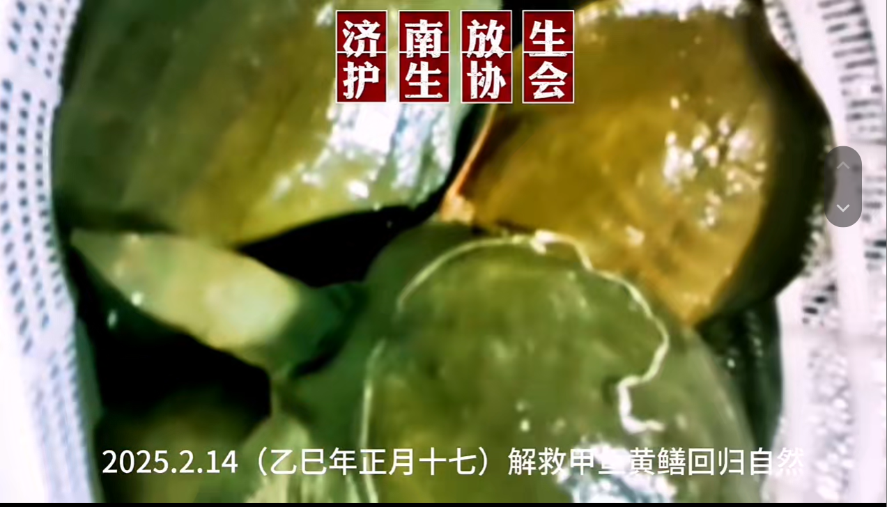 解救黄鳝鲤鱼