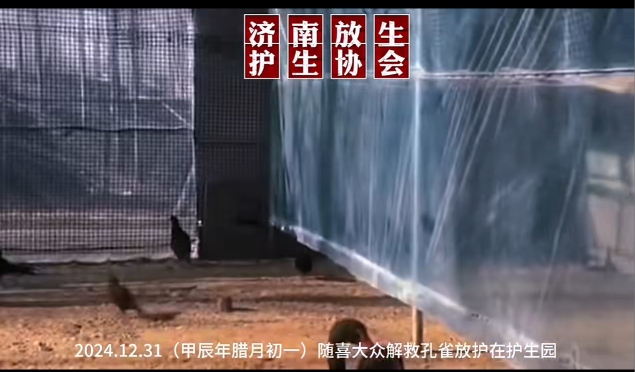 大众联合救援孔雀