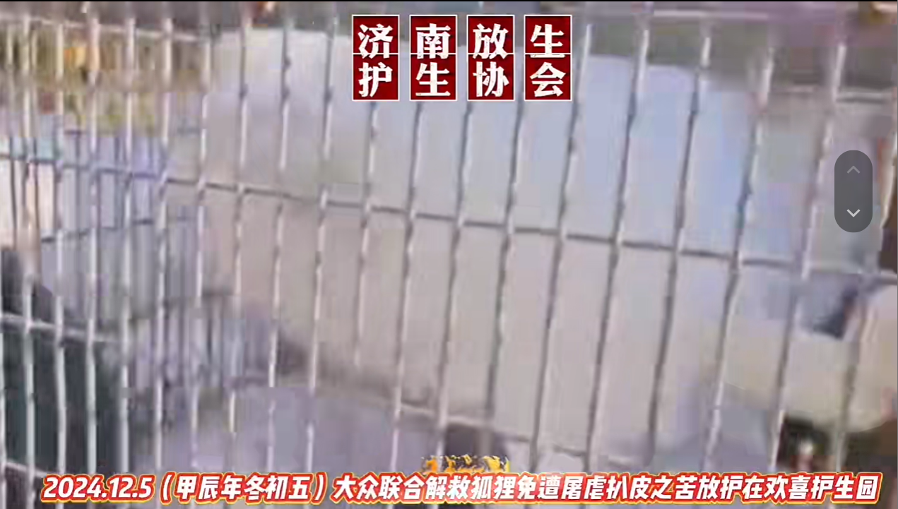 大众联合救援狐狸