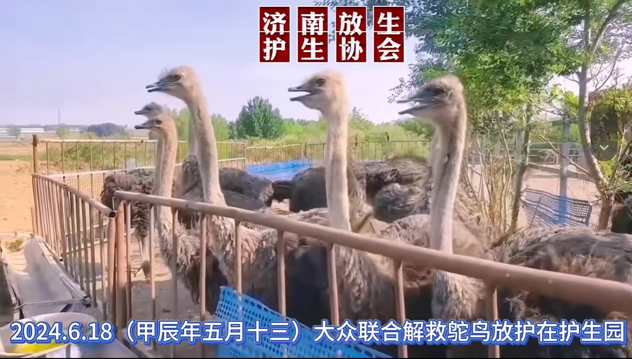 大众联合救援鸵鸟回归生态园