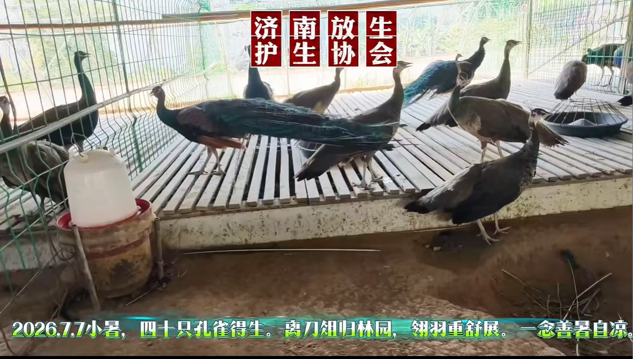 救援待宰杀孔雀