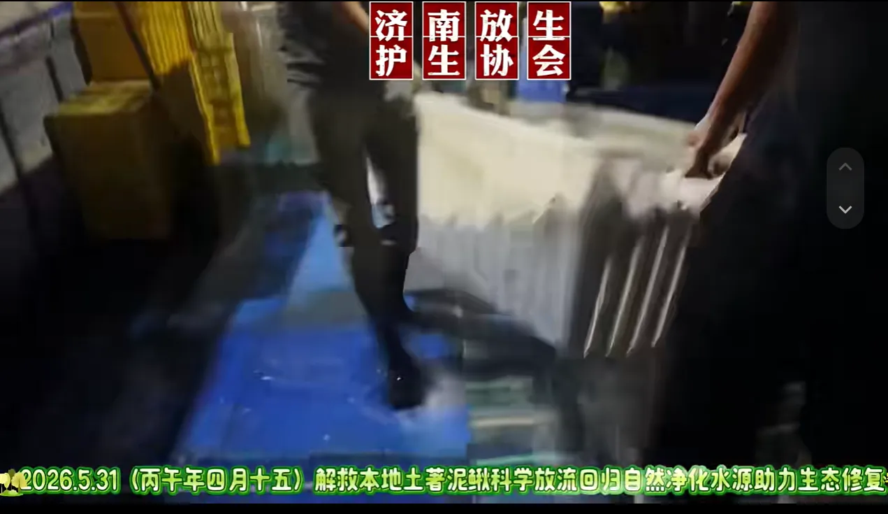 解救本地土著泥鳅，助力当地生态恢复