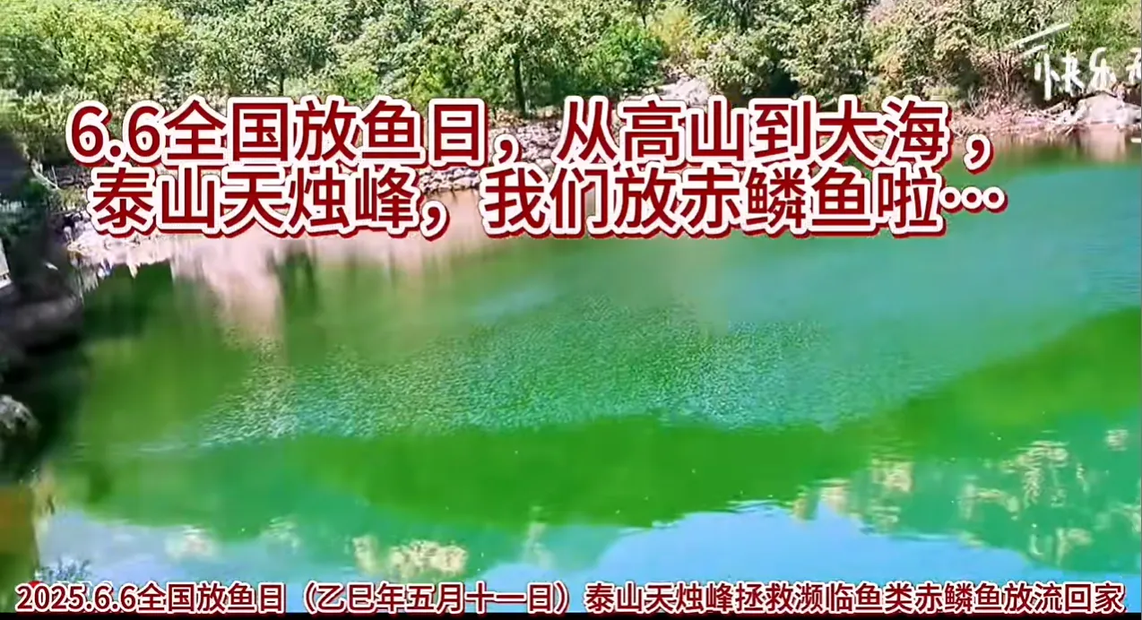 拯救濒危物种赤鳞鱼