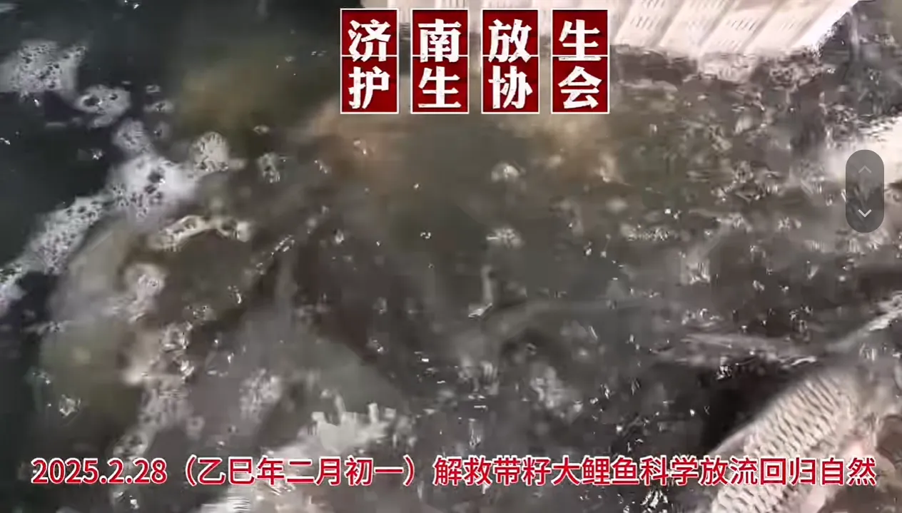 七星连珠日解救带籽鲤鱼回归自然