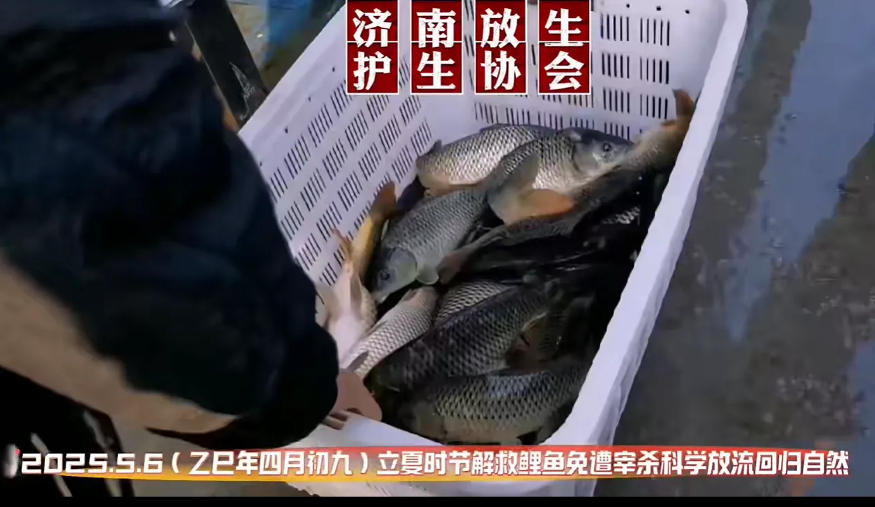 立夏时节科学放流鱼苗