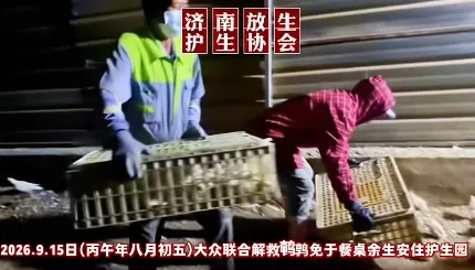大众联合从屠宰场边缘接回一批鹌鹑