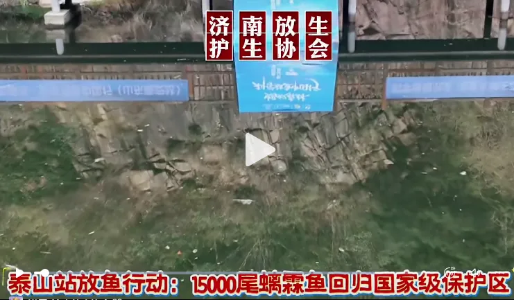 泰山站放鱼行动：15000尾蠕霖鱼回归国家级保护区