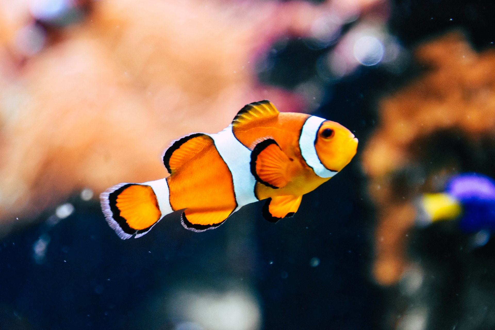 济南市放生护生协会